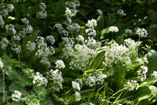 Baerlauch, Allium, ursinum photo