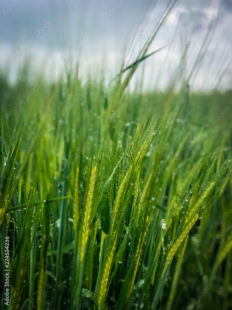 Cereals field  in the rain 