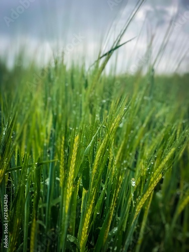 Cereals field in the rain 