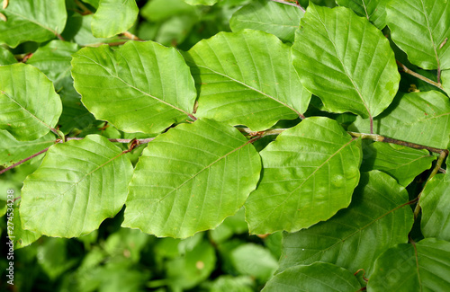 Cuadro en lienzo Buchenblatt, Rotbuche, Fagus, sylvatica
