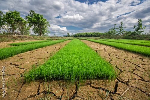 Rice seedlings on cracked soil