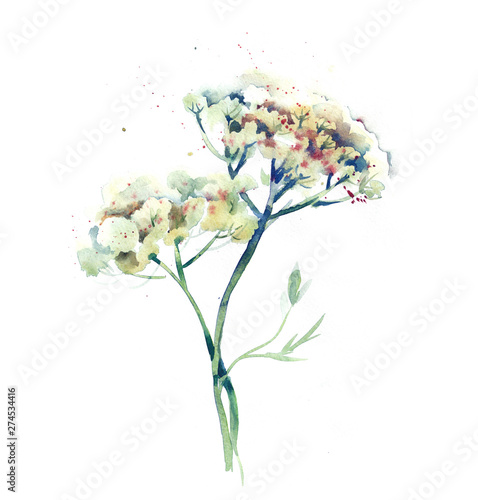 Illustration of Field Flowers