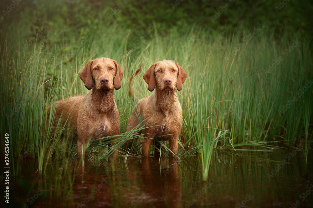 Two beautiful Vizsla dog standing in water