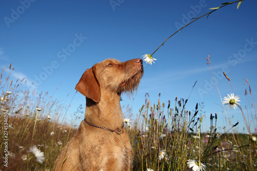 Obraz na plátně Wirehaired Vizsla dog sniffing a flower