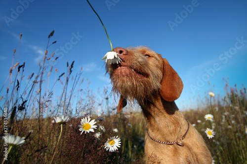 Wirehaired Vizsla dog sniffing a flower photo