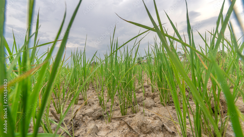 Obraz premium Plants that grow in the fields