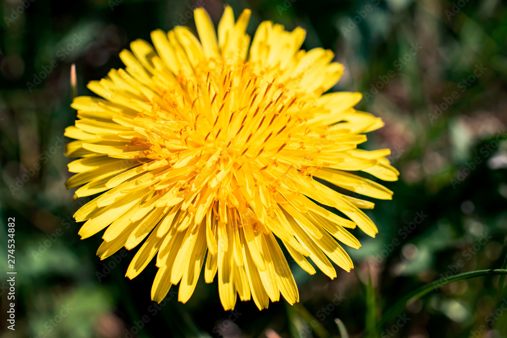 Close-up on a yellow dandelion (taraxacum) flower in summer Close-up on a yellow dandelion (taraxacum) flower in summer