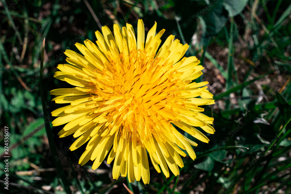 Close-up on a yellow dandelion (taraxacum) flower in summer Close-up on a yellow dandelion (taraxacum) flower in summer