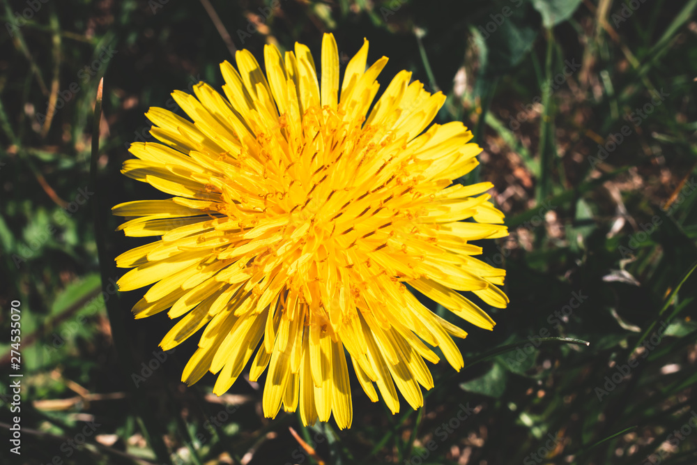 Close-up on a yellow dandelion (taraxacum) flower in summer Close-up on a yellow dandelion (taraxacum) flower in summer