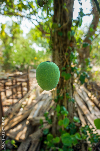 Mango is falling to the ground.