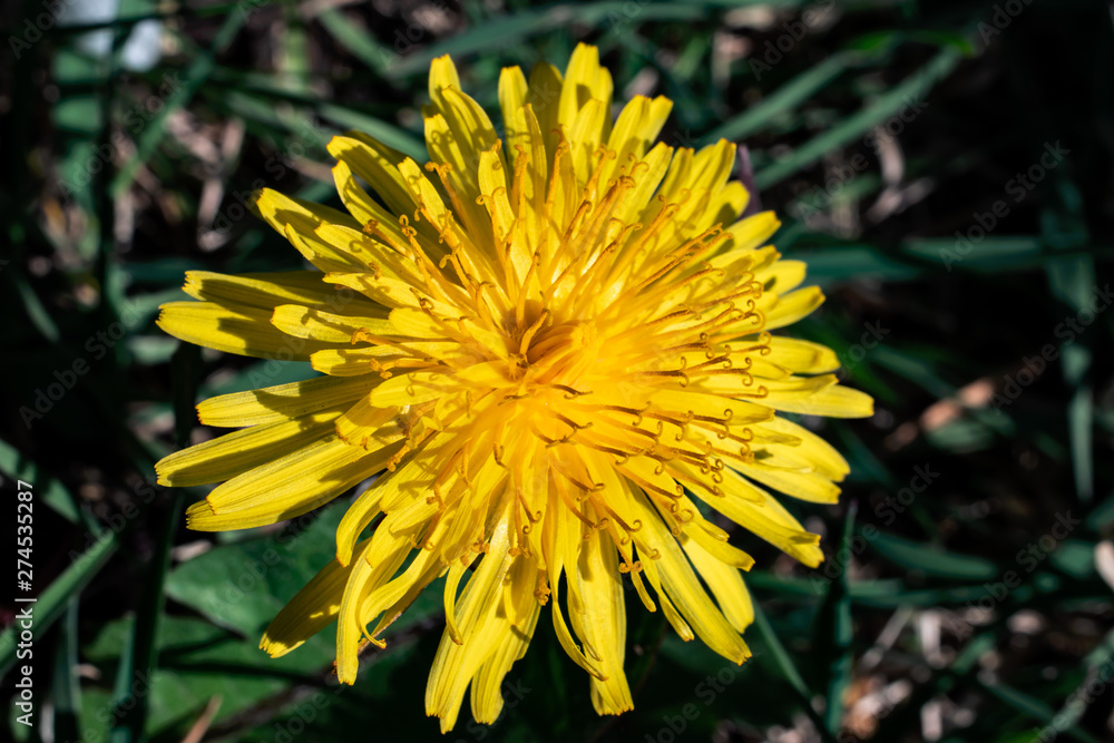 Close-up on a yellow dandelion (taraxacum) flower in summer Close-up on a yellow dandelion (taraxacum) flower in summer