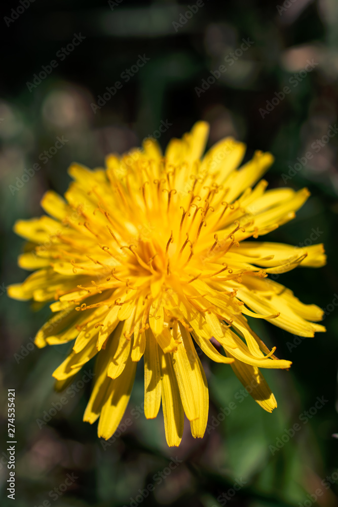 Close-up on a yellow dandelion (taraxacum) flower in summer Close-up on a yellow dandelion (taraxacum) flower in summer