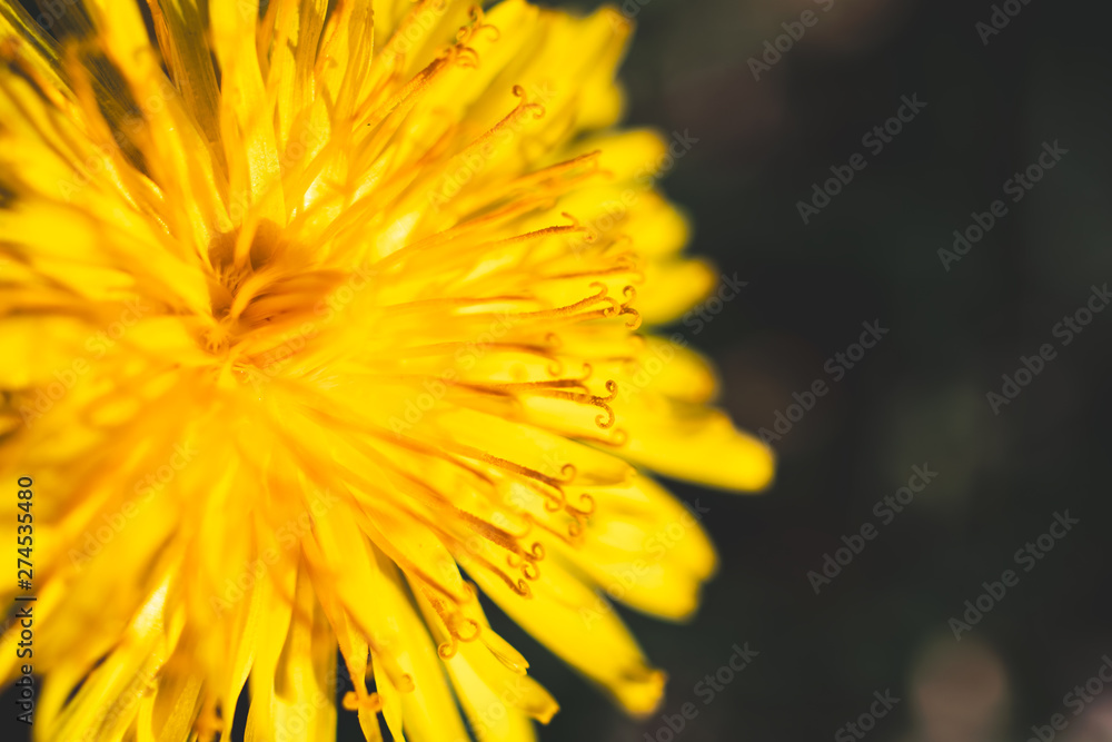 Close-up on a yellow dandelion (taraxacum) flower in summer Close-up on a yellow dandelion (taraxacum) flower in summer