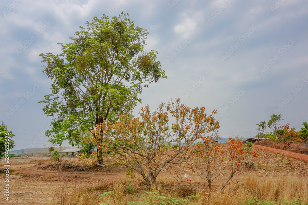 Obraz premium Yellow tree