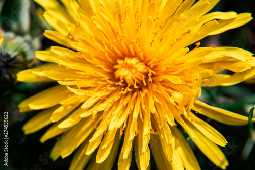 Close-up on a yellow dandelion  taraxacum  flower in summer