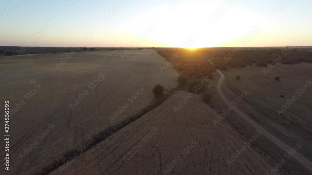 4K, Aerial view of gold wheat crop flied panorama with tree at sunset landscape, rural countryside at Spain. Scenery under shining sunlight. Wheat ears at the farm-Dan 4K, Aerial view of gold wheat crop flied panorama with tree at sunset landscape, rural countryside at Spain. Scenery under shining sunlight. Wheat ears at the farm-Dan