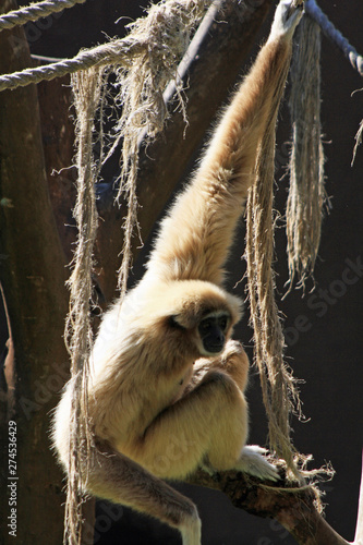 Weisshandgibbon photo