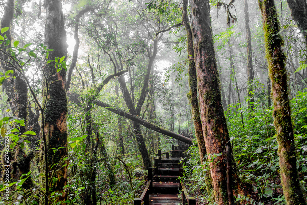 The fresh of green forest with trees and moss in the misty day of rainy season. The fresh of green forest with trees and moss in the misty day of rainy season.