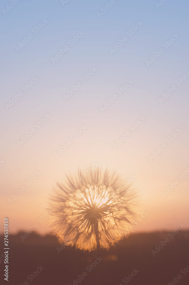 Blurred dandelion on the background of the setting sun.