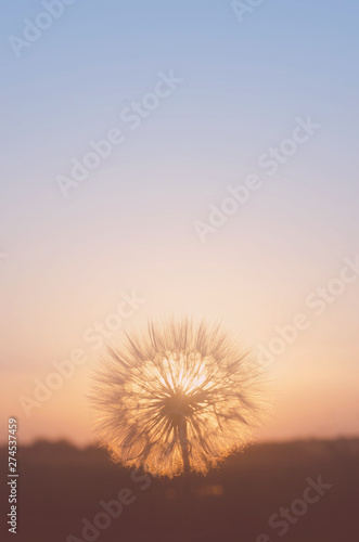 Blurred dandelion on the background of the setting sun.