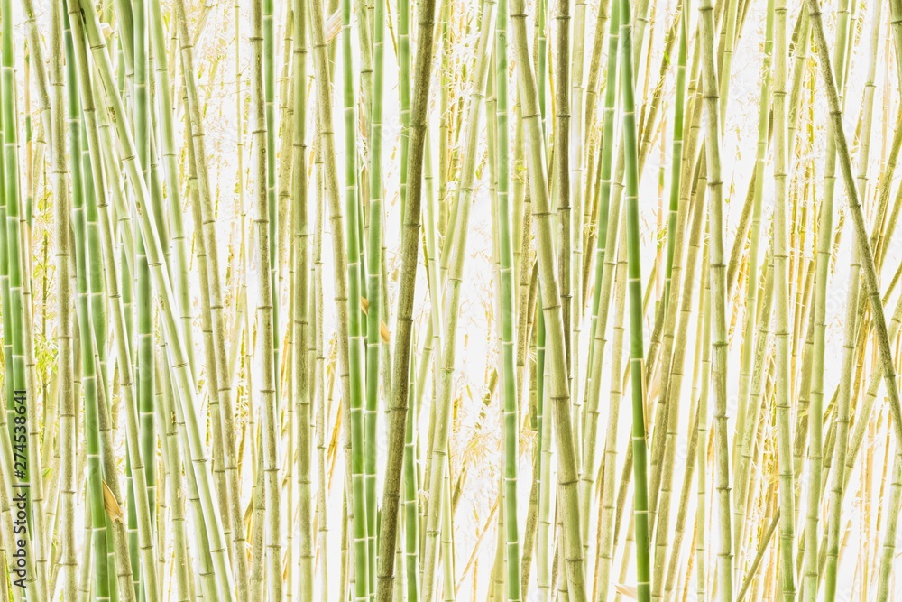Detail of bamboo forest in high key lighting. Detail of bamboo forest in high key lighting.