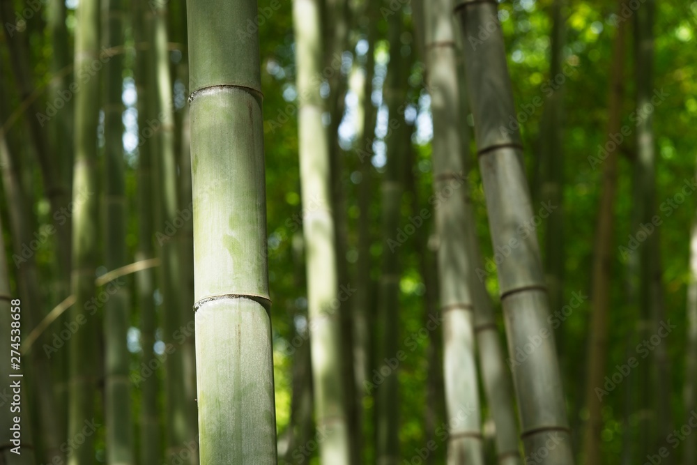 Obraz premium Detail of bamboo forest under the sun.