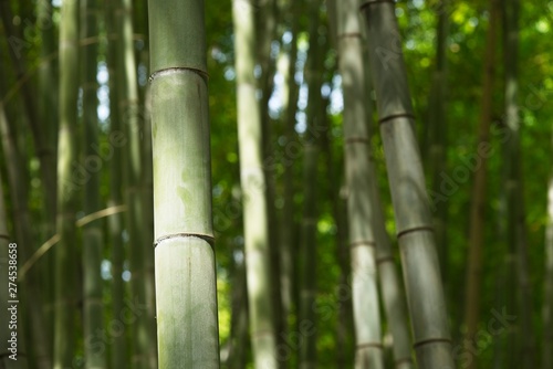 Detail of bamboo forest under the sun.