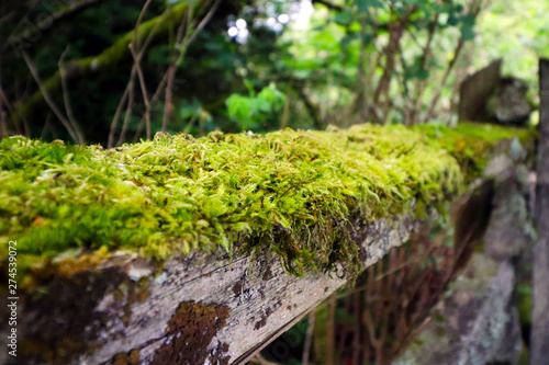 Close-up of moss-covered railing of a fence along a pathway in Campbell Valley Park, in Langley, BC Canada.