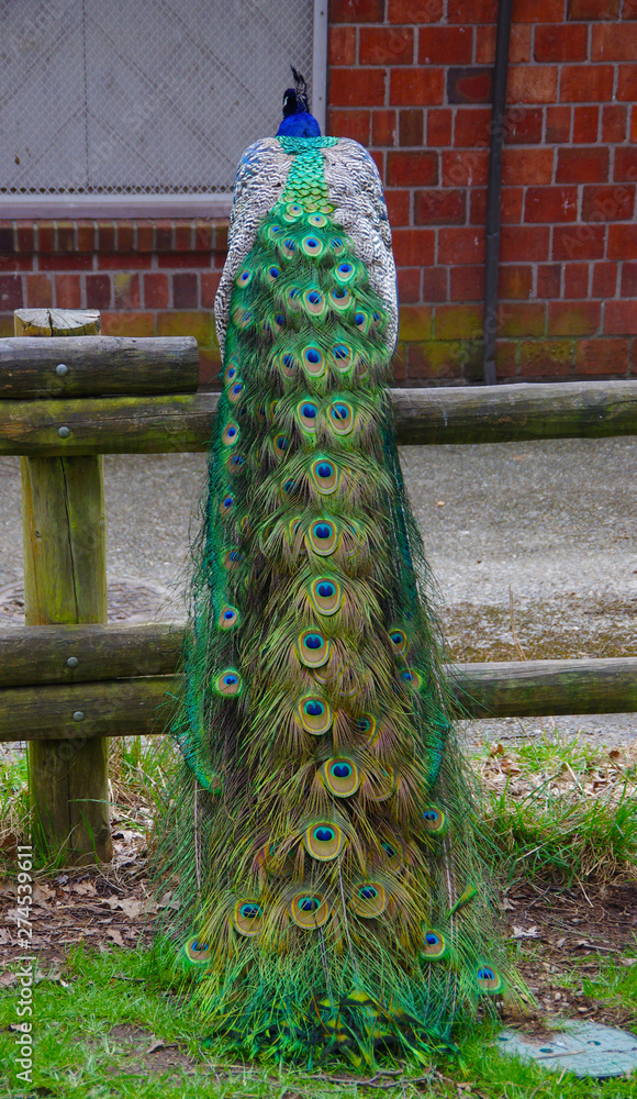 Fototapeta premium Beautiful colorful peacock sitting perched on top of a fence, displaying long train of feathers.