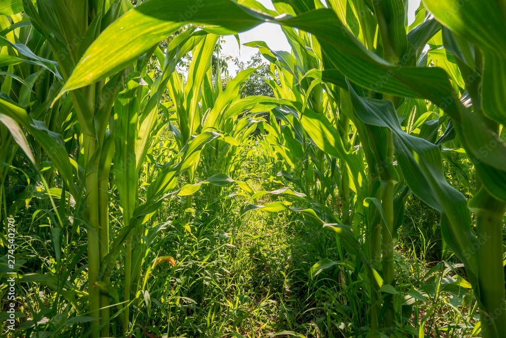 corn seedlings. corn plant leaves. corn seedlings. corn plant leaves.