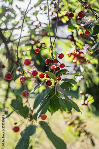 Cherry tree branches in early summer during ripening of the berries