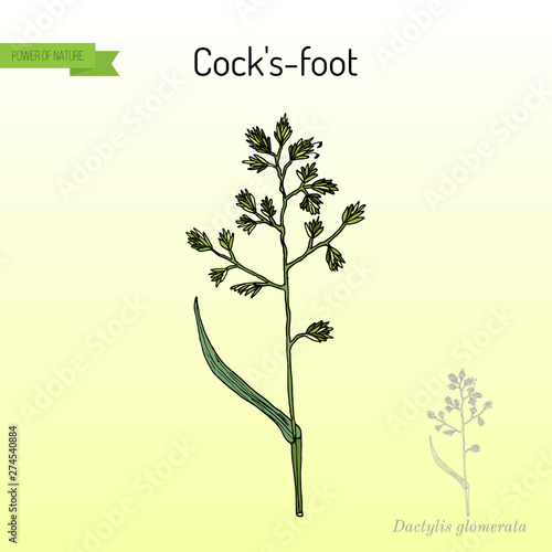 Cock s-foot, orchard or cat grass dactylis glomerata , medicinal plant