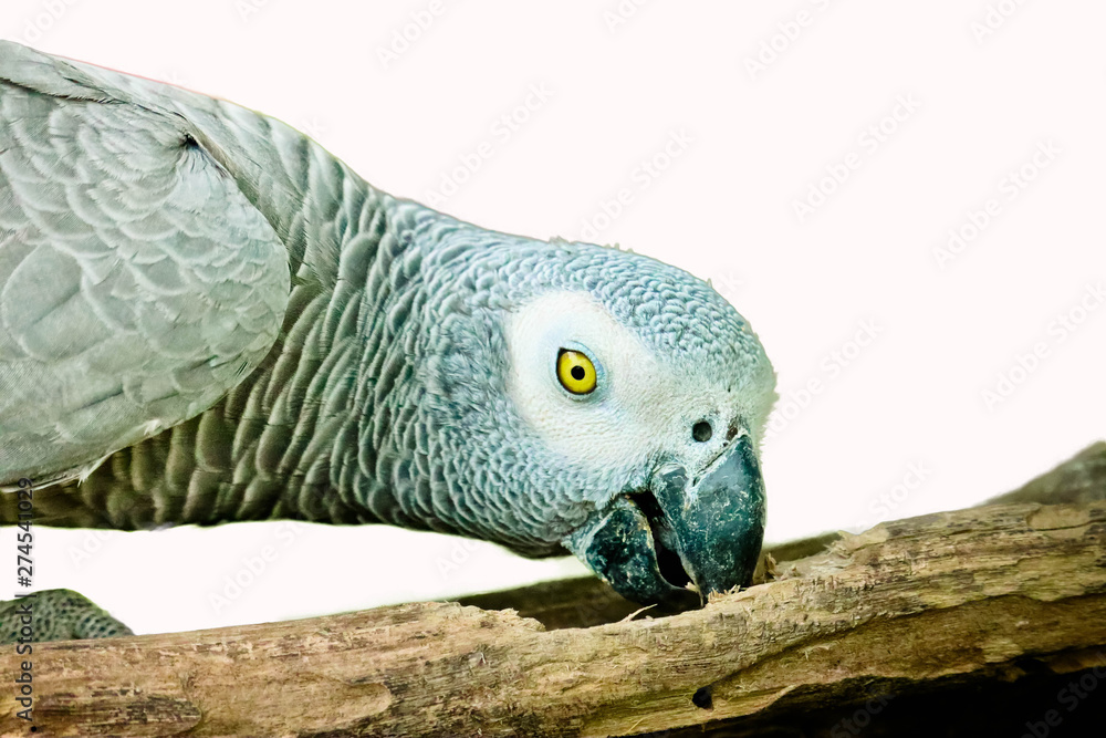Obraz premium African gray parrot isolated