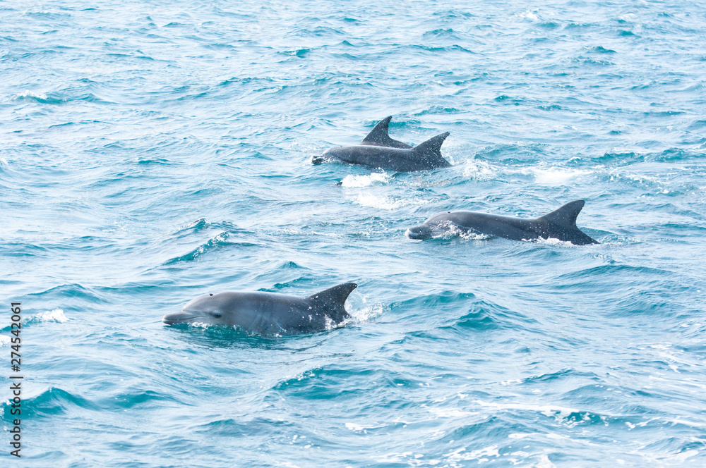 Fototapeta premium Indian ocean bottlenose dolphins in the channel between Shimabara peninsula and Amakusa islands