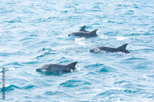 Indian ocean bottlenose dolphins in the channel between Shimabara peninsula and Amakusa islands