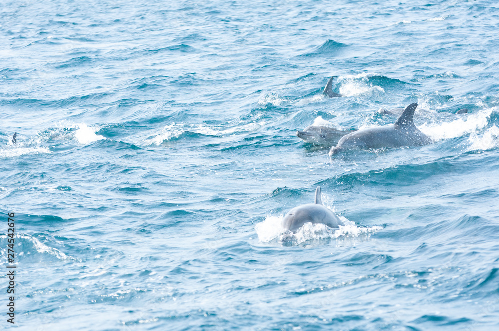 Fototapeta premium Indian ocean bottlenose dolphins in the channel between Shimabara peninsula and Amakusa islands