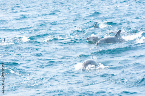 Indian ocean bottlenose dolphins in the channel between Shimabara peninsula and Amakusa islands © 雅文 大石