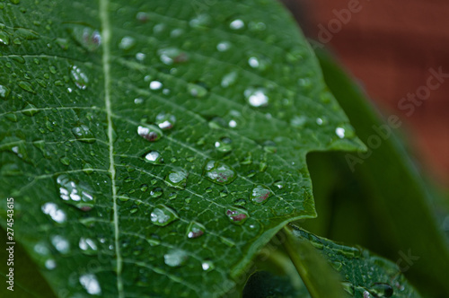 Leaf