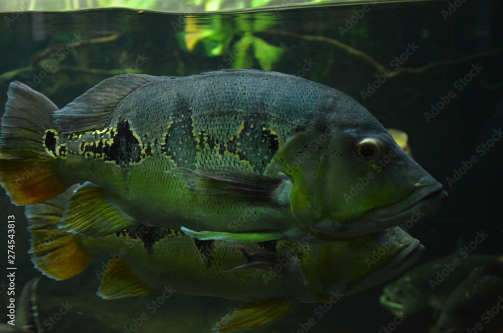 Tropical fish in aquarium, Berlin Tropical fish in aquarium, Berlin
