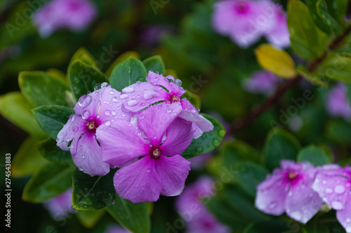 Flower 1