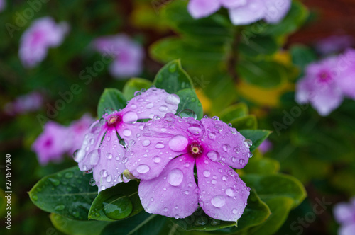 Flower 3