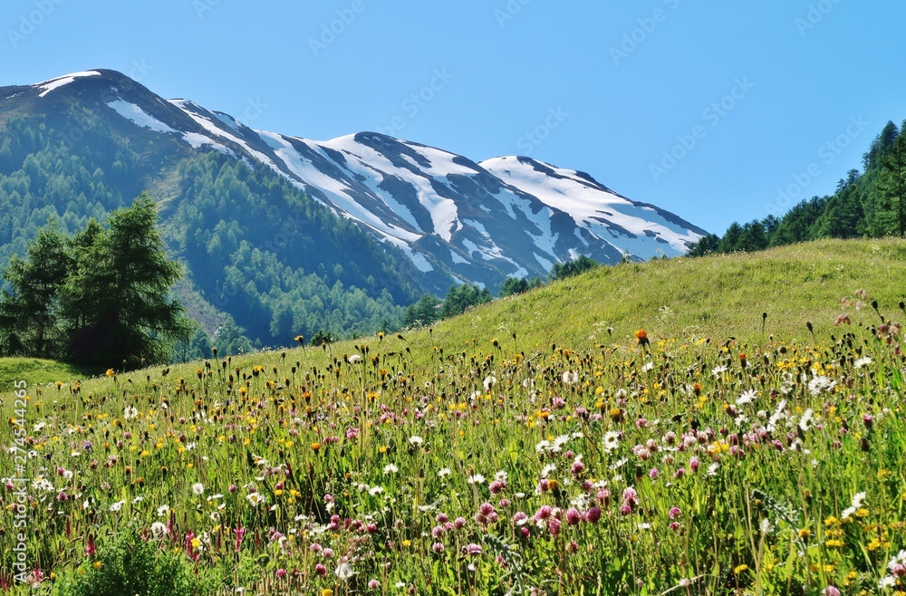 Blumenwiese im Engadin, Schweiz