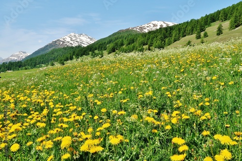 Blumenwiese im Engadin, Schweiz