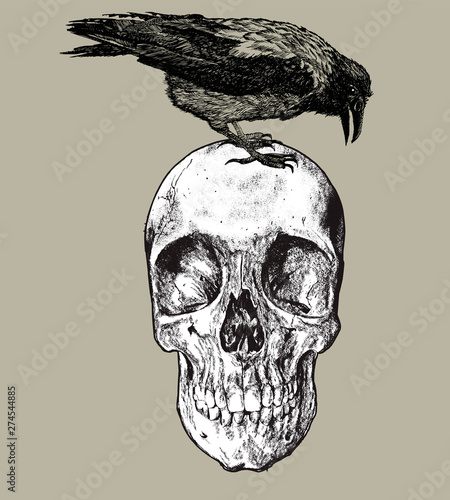 Raven on the skull, hand drawing. Vector illustration.