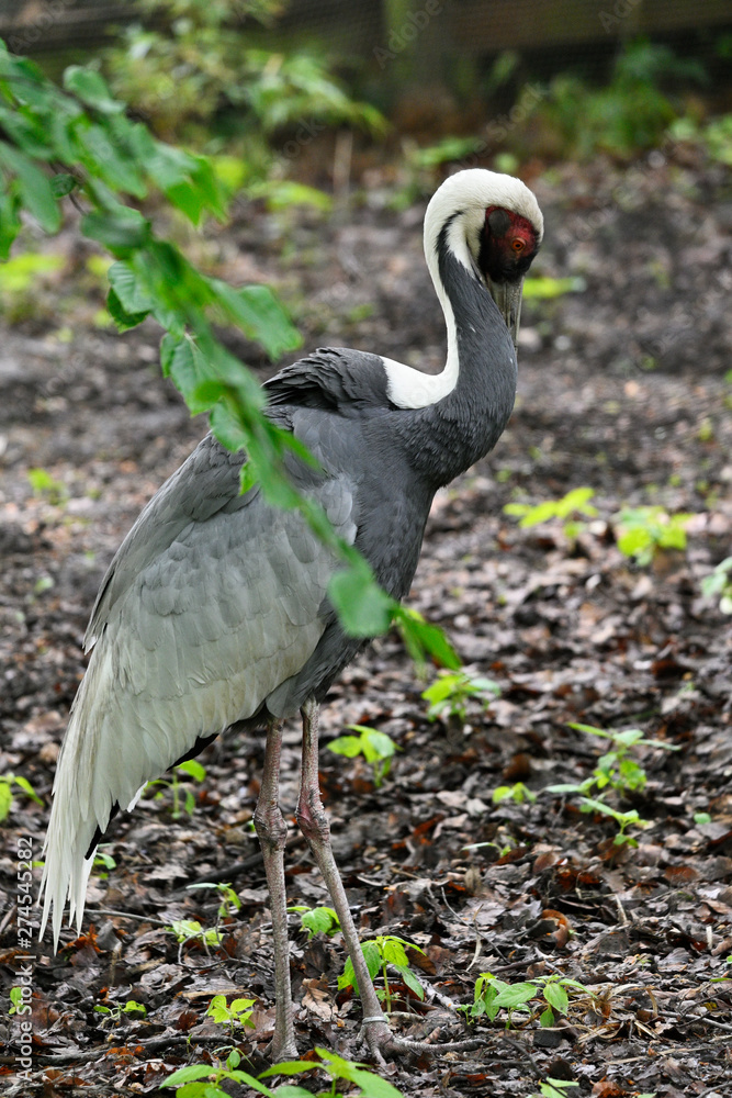 Fototapeta premium Bugeranus carunculatus - Male crane in detail outdoors in nature.