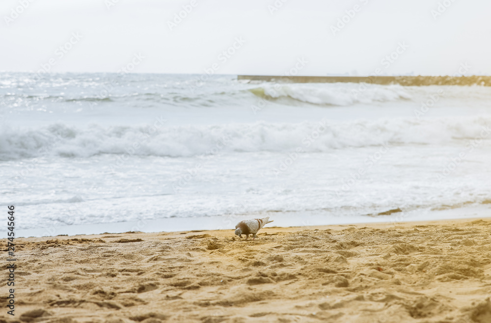 Pigeon on the beach sand. Big waves at the ocean side. Coastline in the clouds and sun. Summer vacation. Travel concept. Pigeon on the beach sand. Big waves at the ocean side. Coastline in the clouds and sun. Summer vacation. Travel concept.