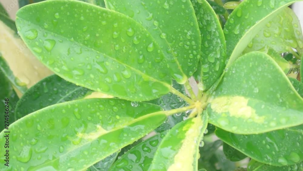 雨 葉っぱ 雨 葉っぱ