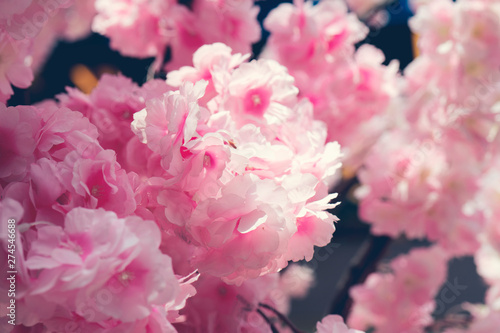 Pink fake flowers  background  texture