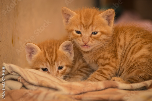 Petty Kittens