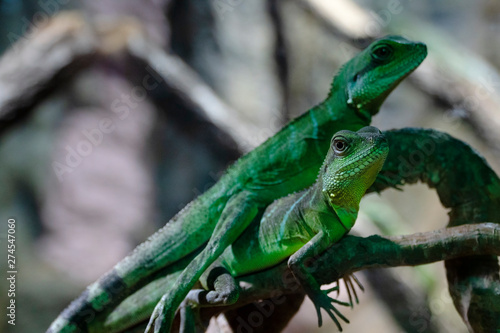 Green lizards are standing on a branch